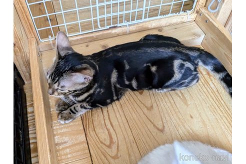 成約済の東京都のベンガル-72905の7枚目
